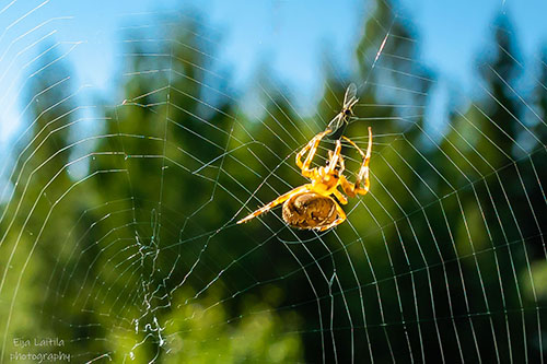 Hämäkki kiipeää hämähäkin verkossa auringossa