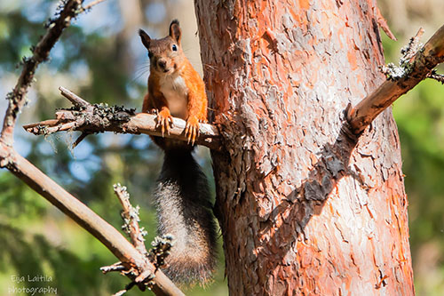 Orava puun oksalla