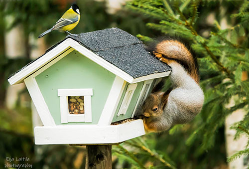 Orava lintulaudalla siemen varkaissa ja talitintti lintulaudan katolla