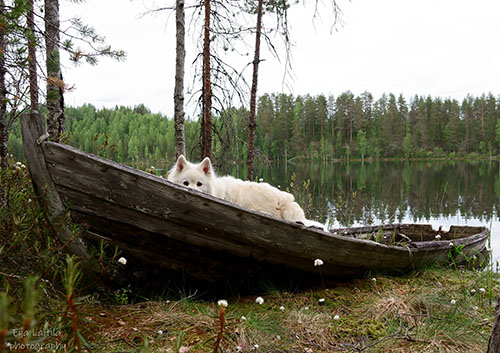 Valkoinen koira kurkistaa maalla olevasta puuveneestä