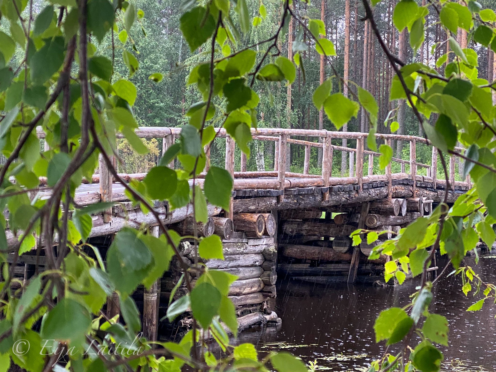 Koivun lehtien takaa näkyy vanha silta.