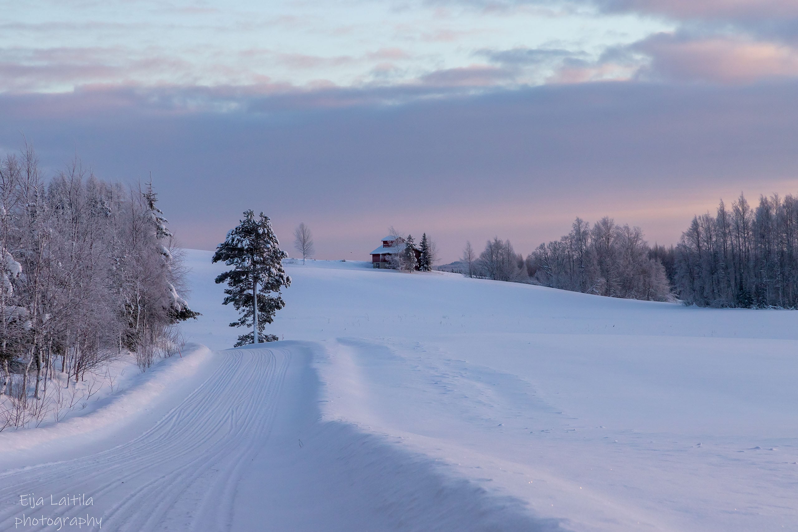 Luminen pelto ja puu.