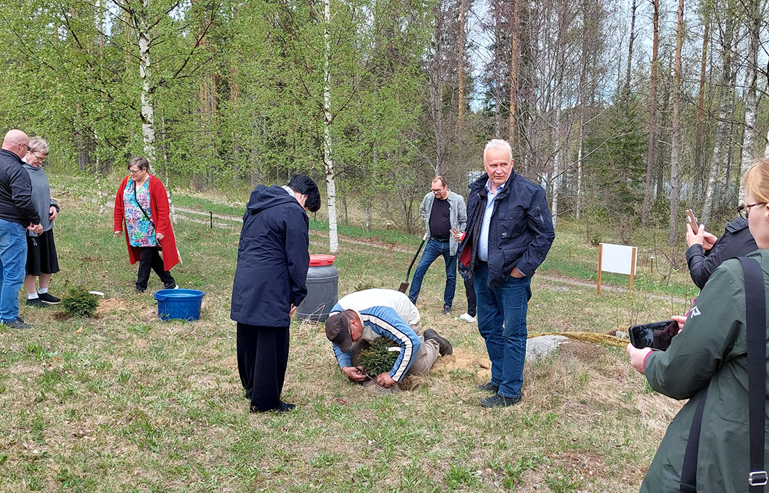 Kuusen istutusta.