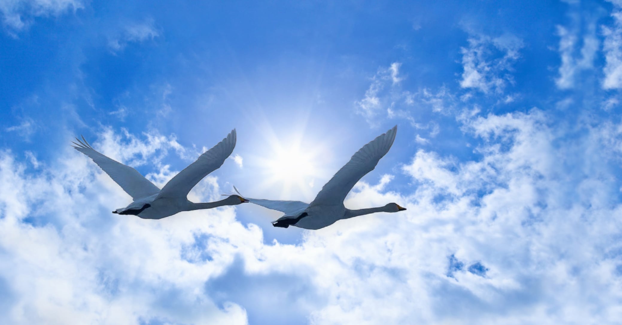 Lentävä joutsenpari.