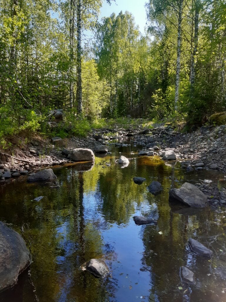 Metsäinen, kivikkoinen ranta.